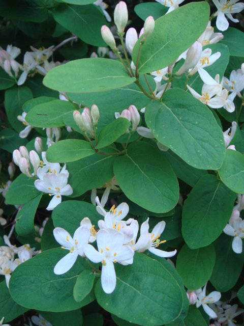 Lonicera x muscariensis fleur  P1C